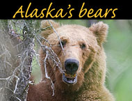 brown, black, polar bear photos
