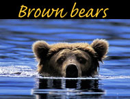 brown bear photos