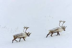 Caribou In Snow