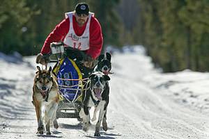 Sled dog races held annually in Fairbanks at the Dog Mushers Hall. Four to eight dog teams race from 4 to 10 mile sprint races. © Patrick J. Endres