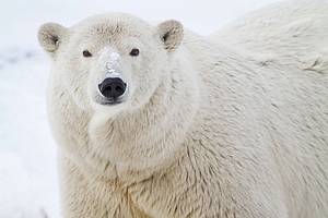Arctic Alaska
