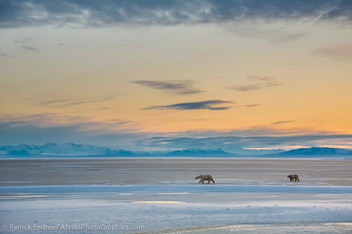 The Beaufort Sea polar bears - AlaskaPhotoGraphics