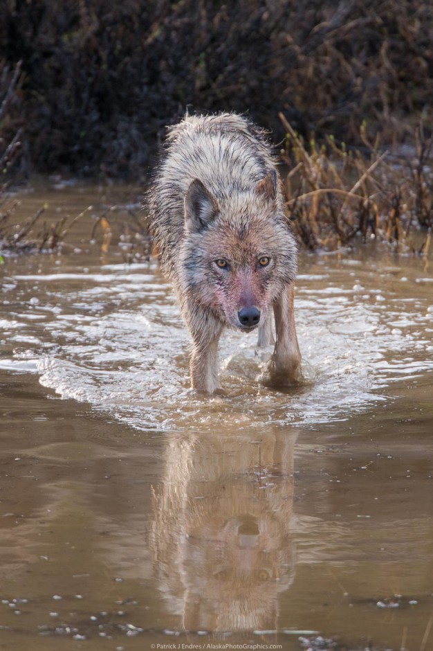 Alaska Wildlife photo gallery