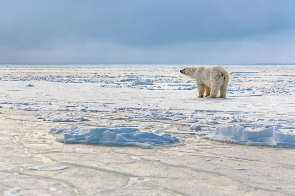 Polar Bear On Ice - Alaskaphotographics