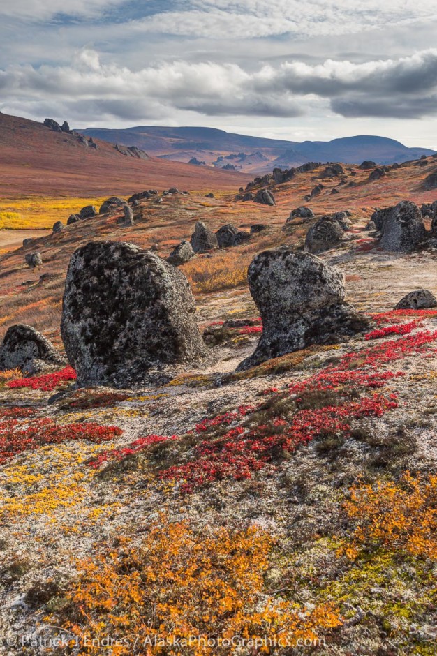 Bering Land Bridge Gallery AlaskaPhotoGraphics   260197601 626x940 