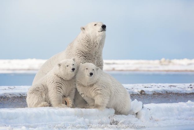 Arctic Refuge Archives - Alaskaphotographics