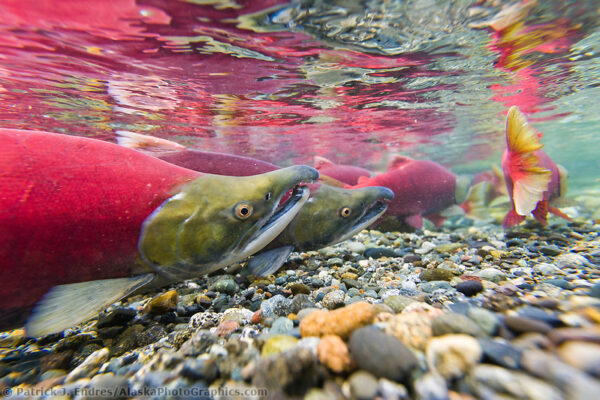 Alaska salmon photos include the pink, red and king salmon.