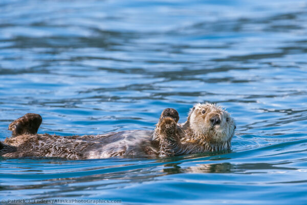 Marine wildlife photos from Alaska's food-rich waters.