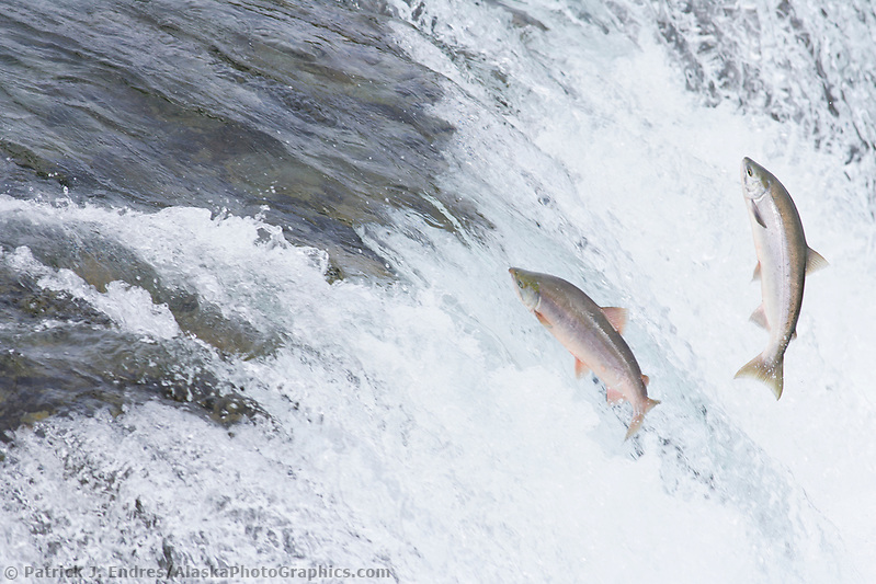 Alaska salmon photos include the pink, red and king salmon.