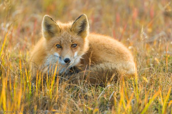 Red fox photos and natural history information.