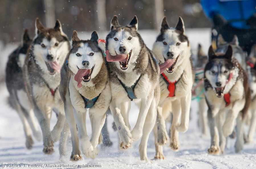 Dog Mushing Photos From Alaska s Popular Mushing Races 