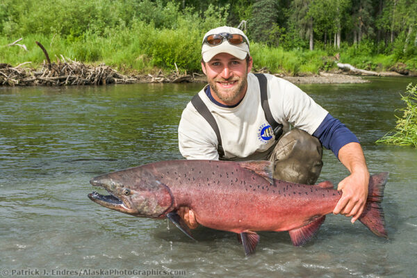 Alaska salmon photos include the pink, red and king salmon.