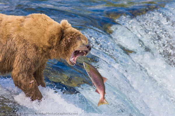 Alaska salmon photos include the pink, red and king salmon.