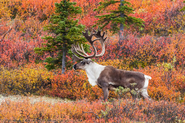 Denali National Park photos