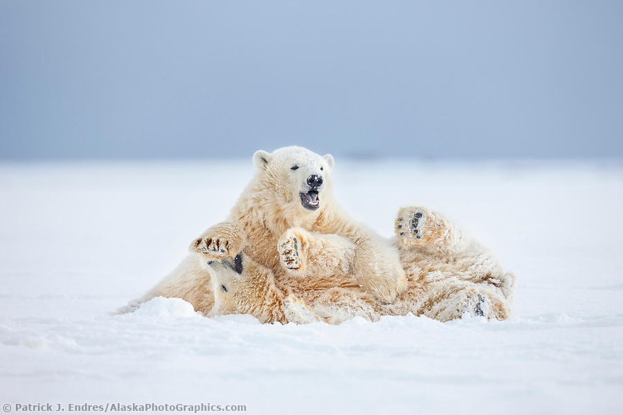 hairless polar bear