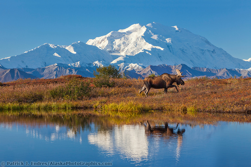 https://www.alaskaphotographics.com/wp-content/uploads/2023/01/2126709-2-Bull-moose-and-Mt-Denali-reflection.jpg