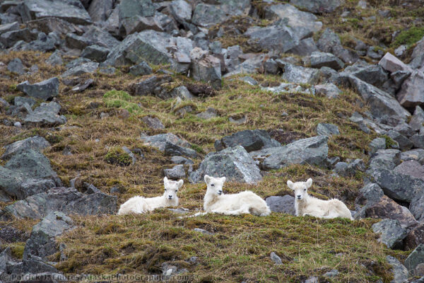 Dall sheep photos from Alaska with natural history information