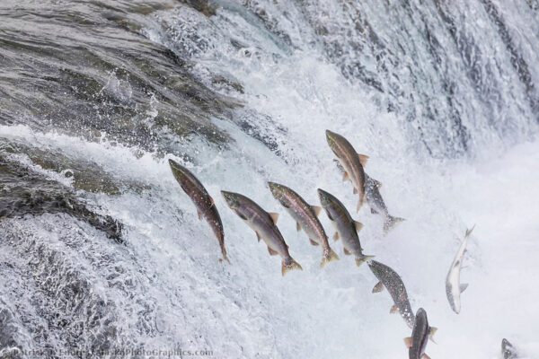 Alaska salmon photos include the pink, red and king salmon.