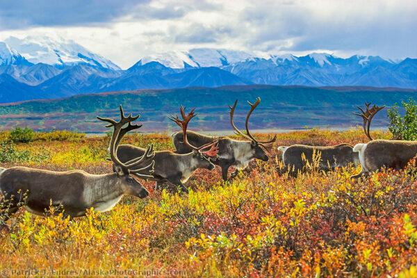 Caribou photos from Alaska and natural history information