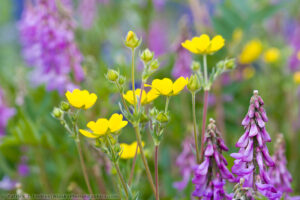 Alaska Wildflower Photos And Natural History Information.