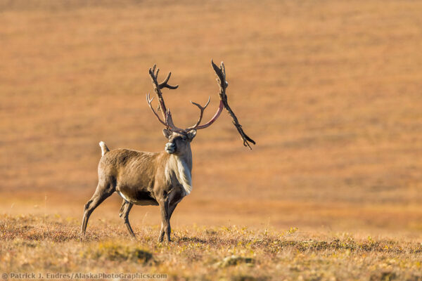 Alaska wildlife photos by Patrick Endres