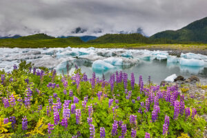 Alaska Wildflower Photos And Natural History Information.