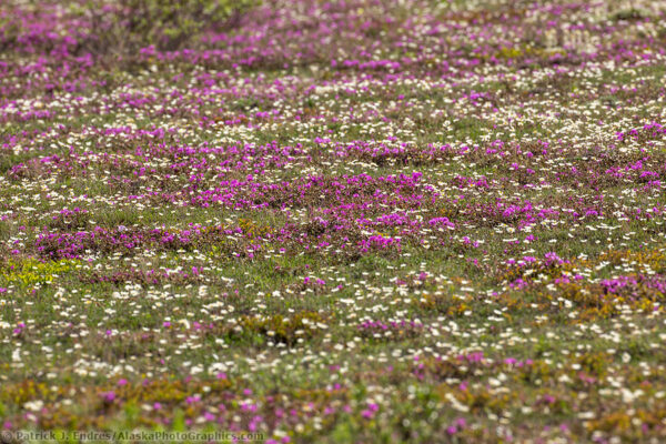 Tundra photos from Alaska's Interior and Arctic landscape.