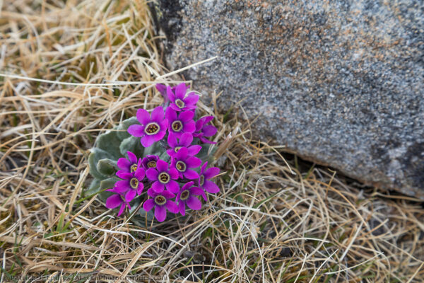 Alaska Wildflower Photos And Natural History Information.