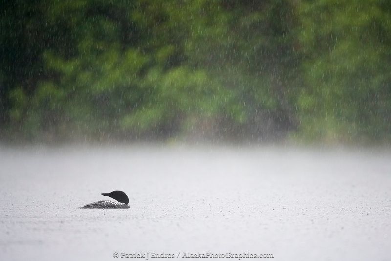 Common loon in a rian storm, Long Lake, Matanuska Valley, Alaska.